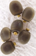 Photograph of C. morosus eggs.