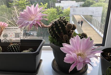The Blooming Marvel: Echinopsis Oxygona - The Easter Cactus at TechnoMagicLand